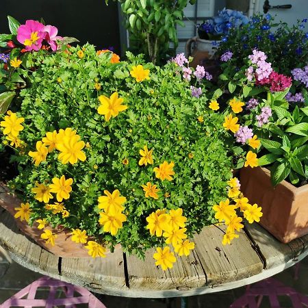 Le Logge Ritrovate Bed & Breakfast Acquasparta Exterior foto
